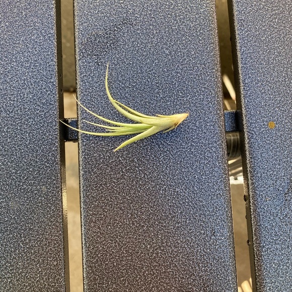 2 LEFT: Terrarium - Picture 6 of 7